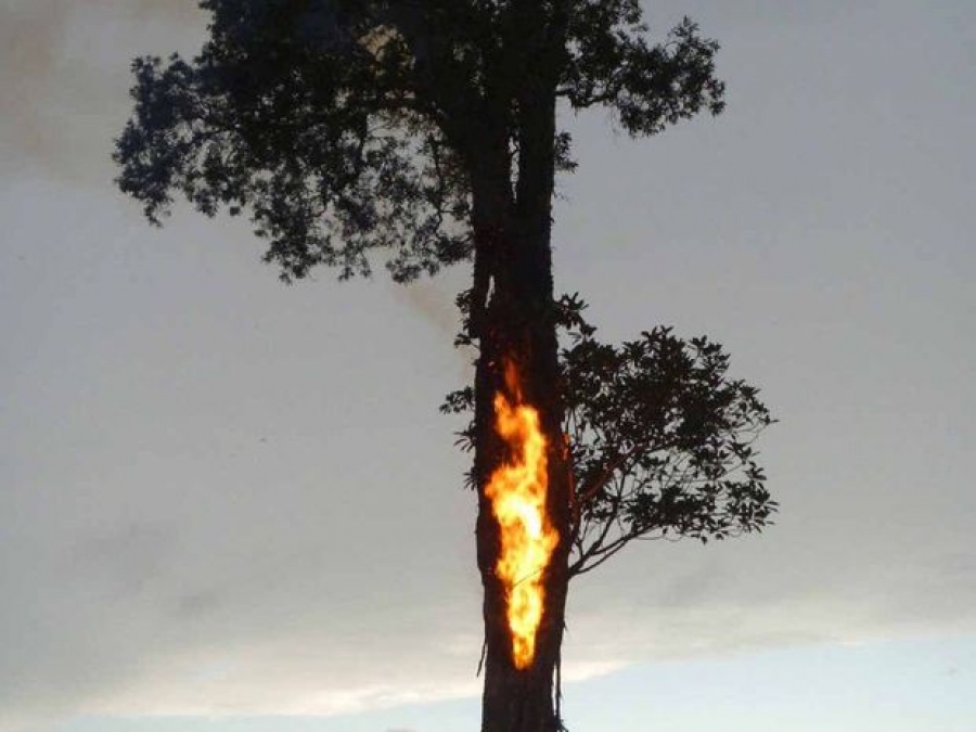 Κεραυνός καταστρέφει δέντρο!(video)